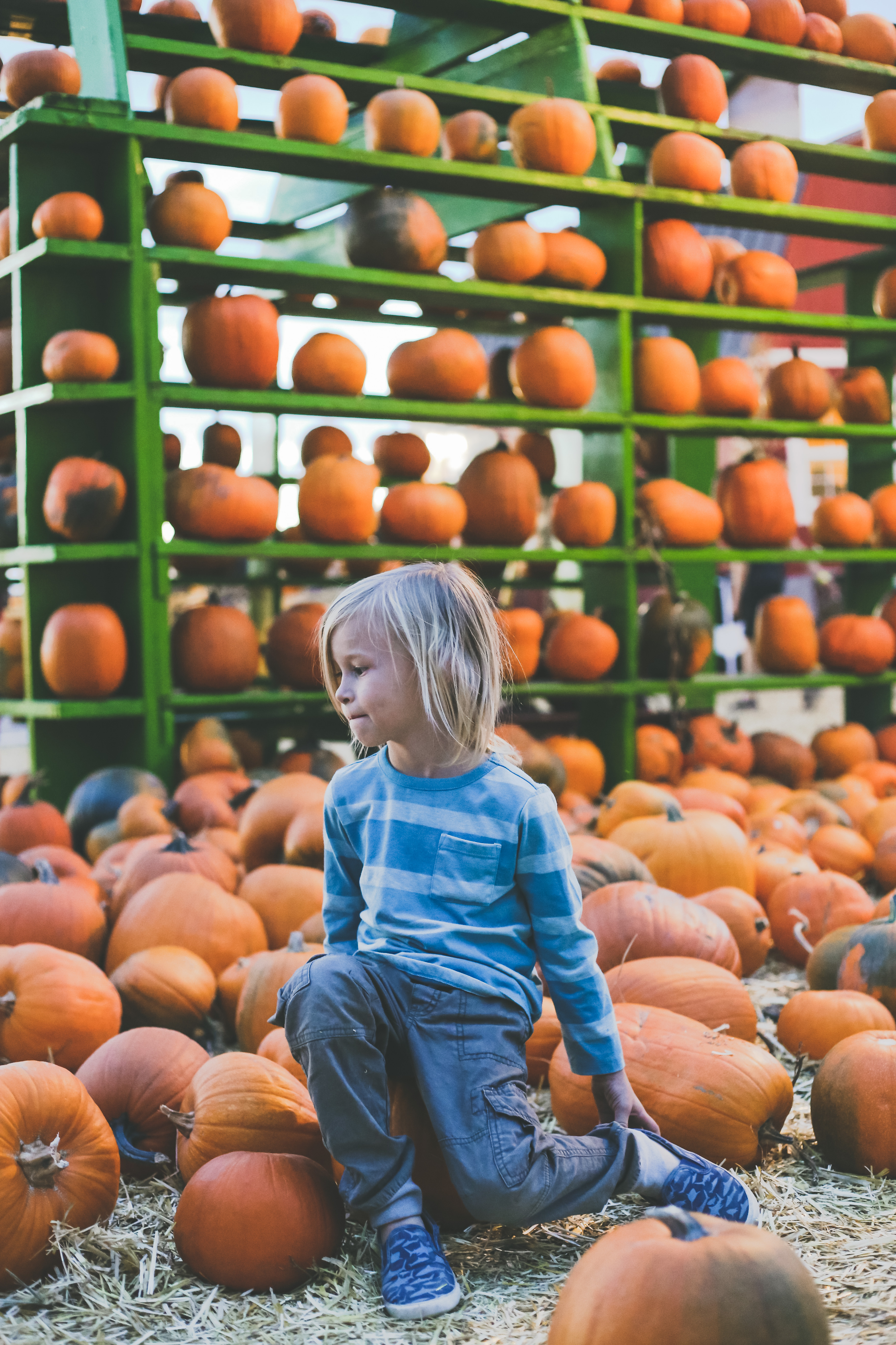 pumpkin patch