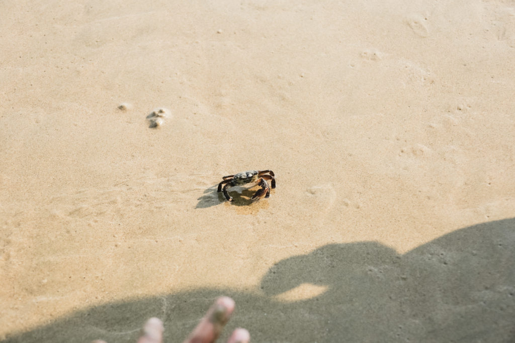 crab on the beach